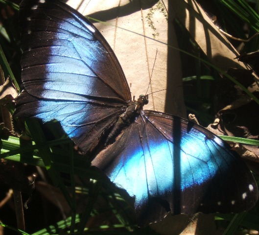 Papillon de l`amazone